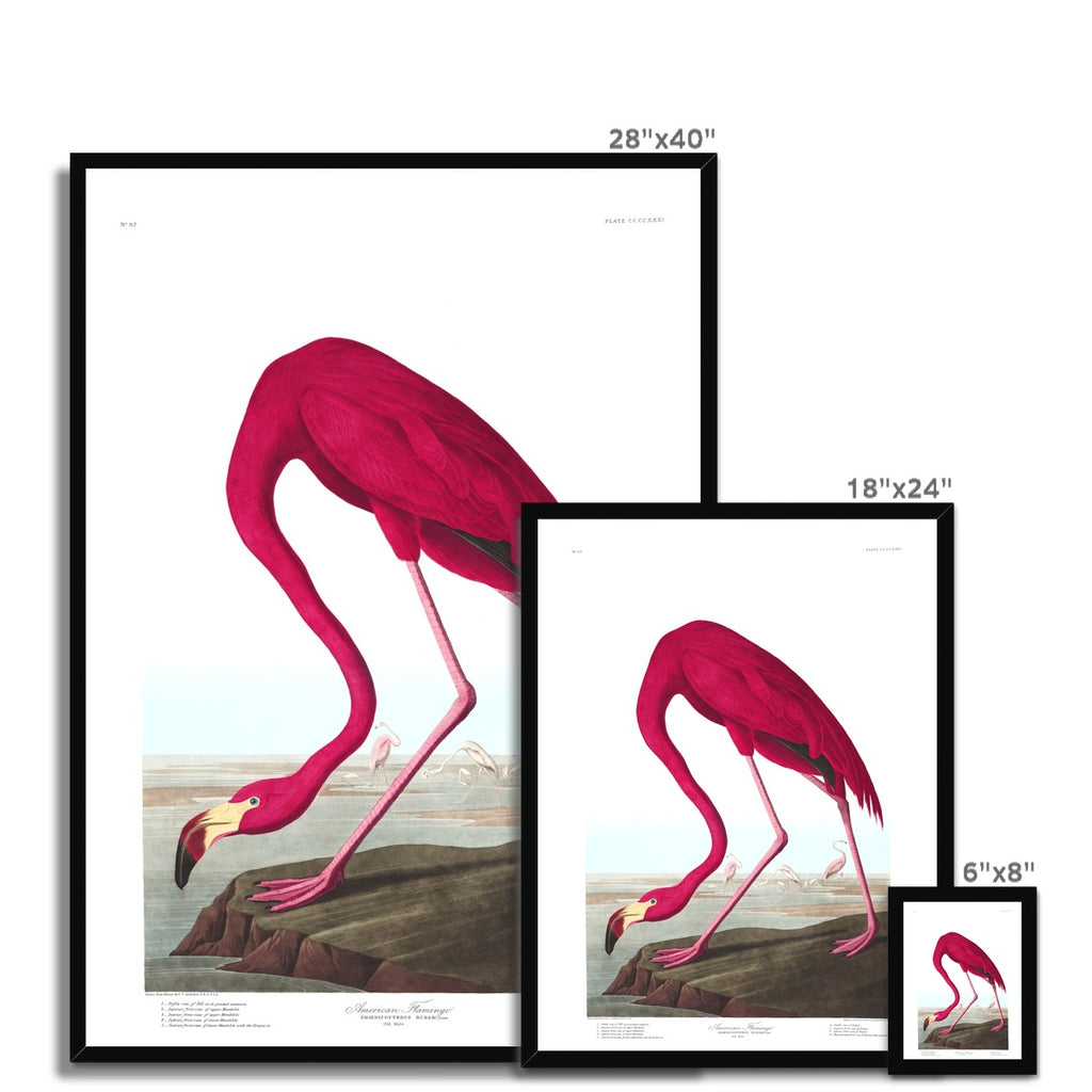 American Flamingo |  Framed Print