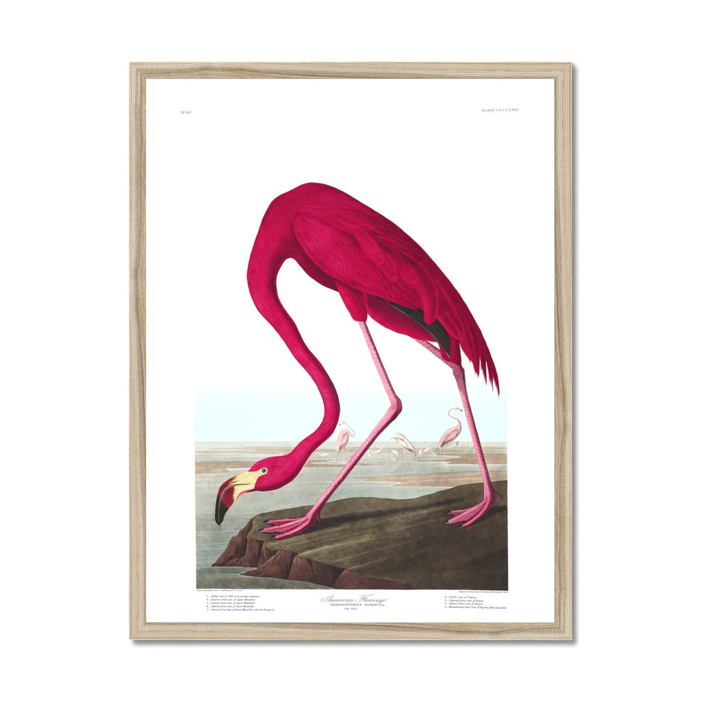 American Flamingo |  Framed Print