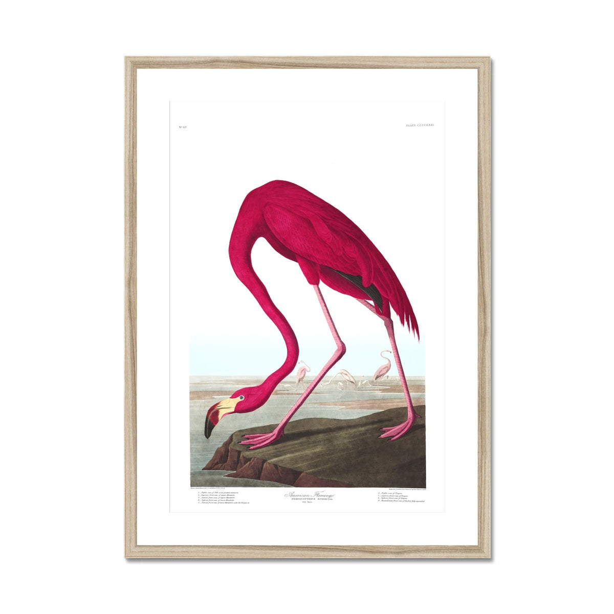 American Flamingo |  Framed & Mounted Print