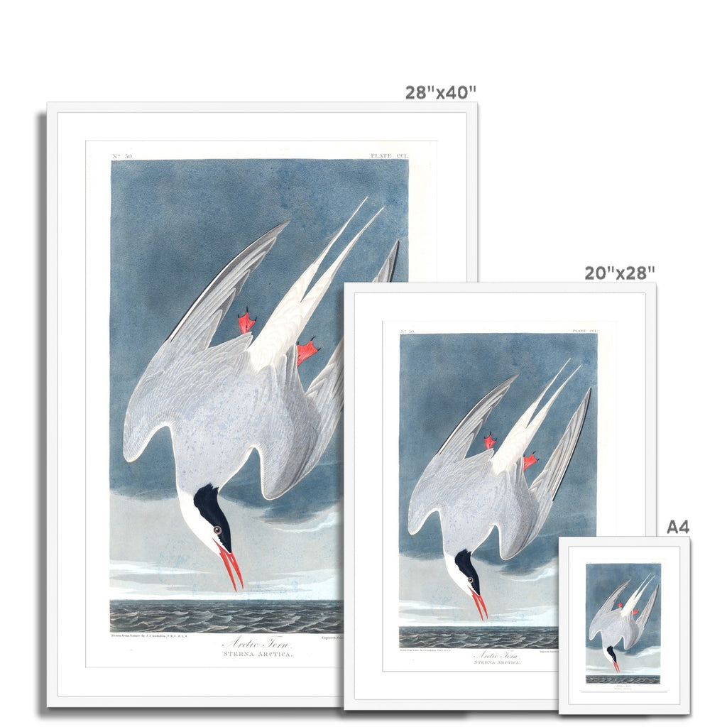 Arctic Fern |  Framed & Mounted Print