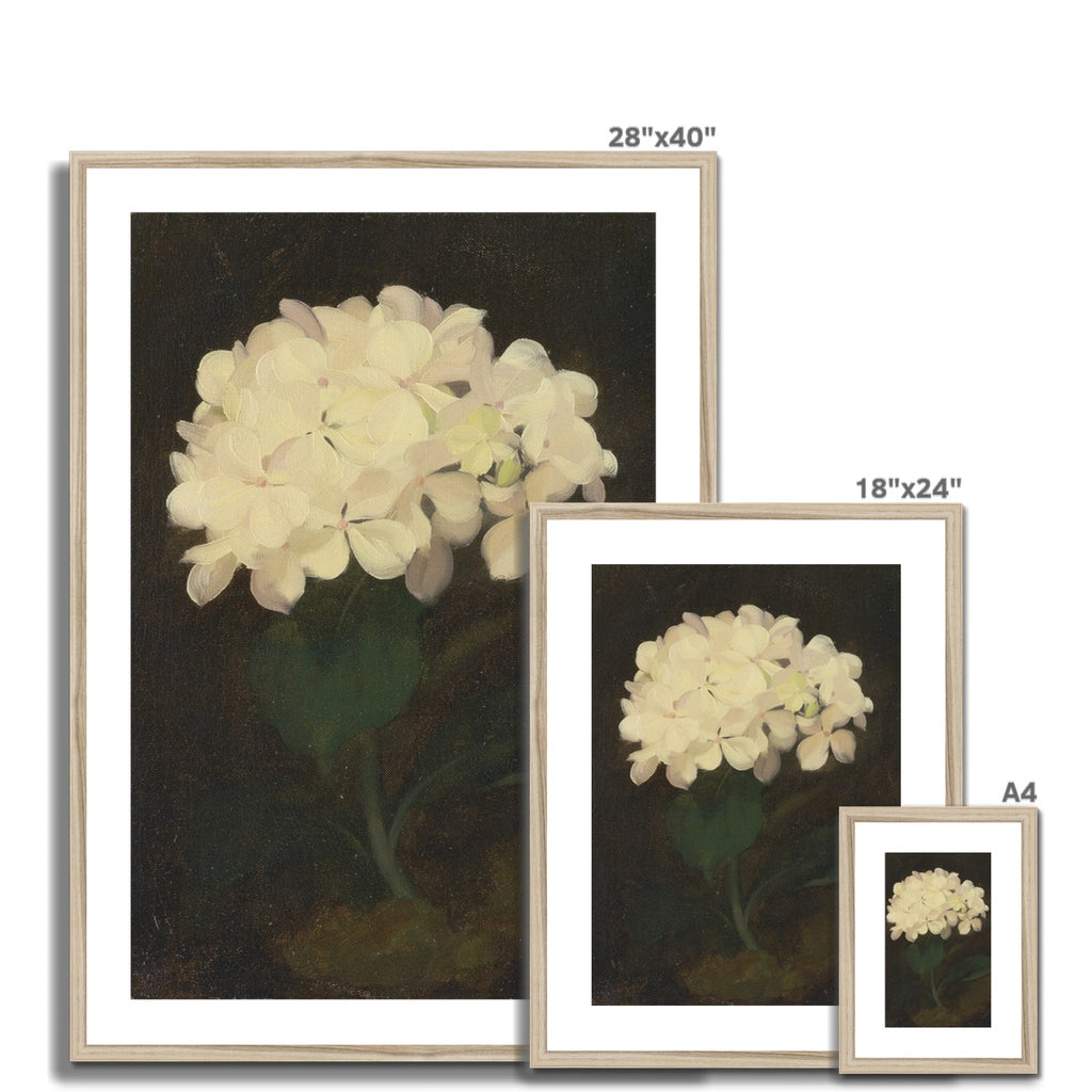 White Hydrangea Flower, 00847 |  Framed & Mounted Print