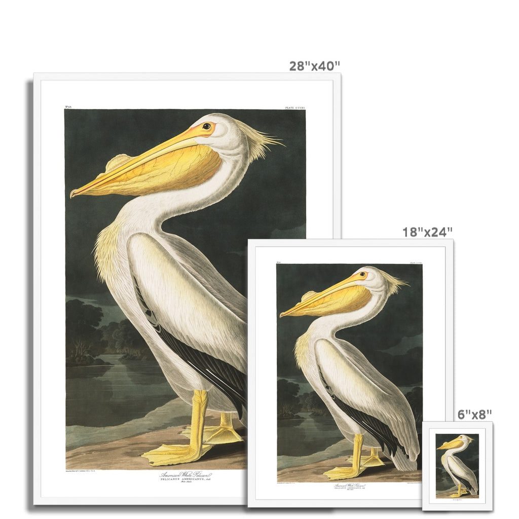American White Pelican |  Framed Print