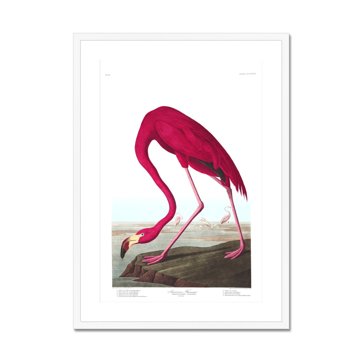American Flamingo |  Framed & Mounted Print