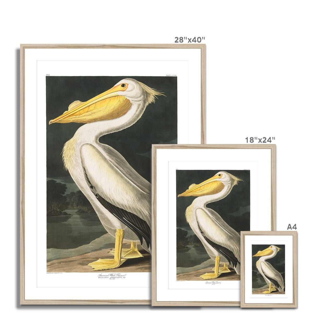 American White Pelican |  Framed & Mounted Print