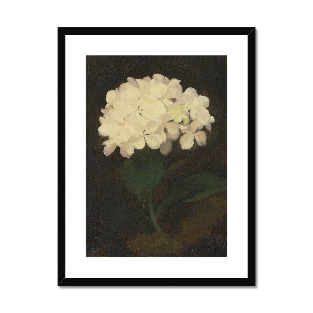 White Hydrangea Flower, 00847 |  Framed & Mounted Print