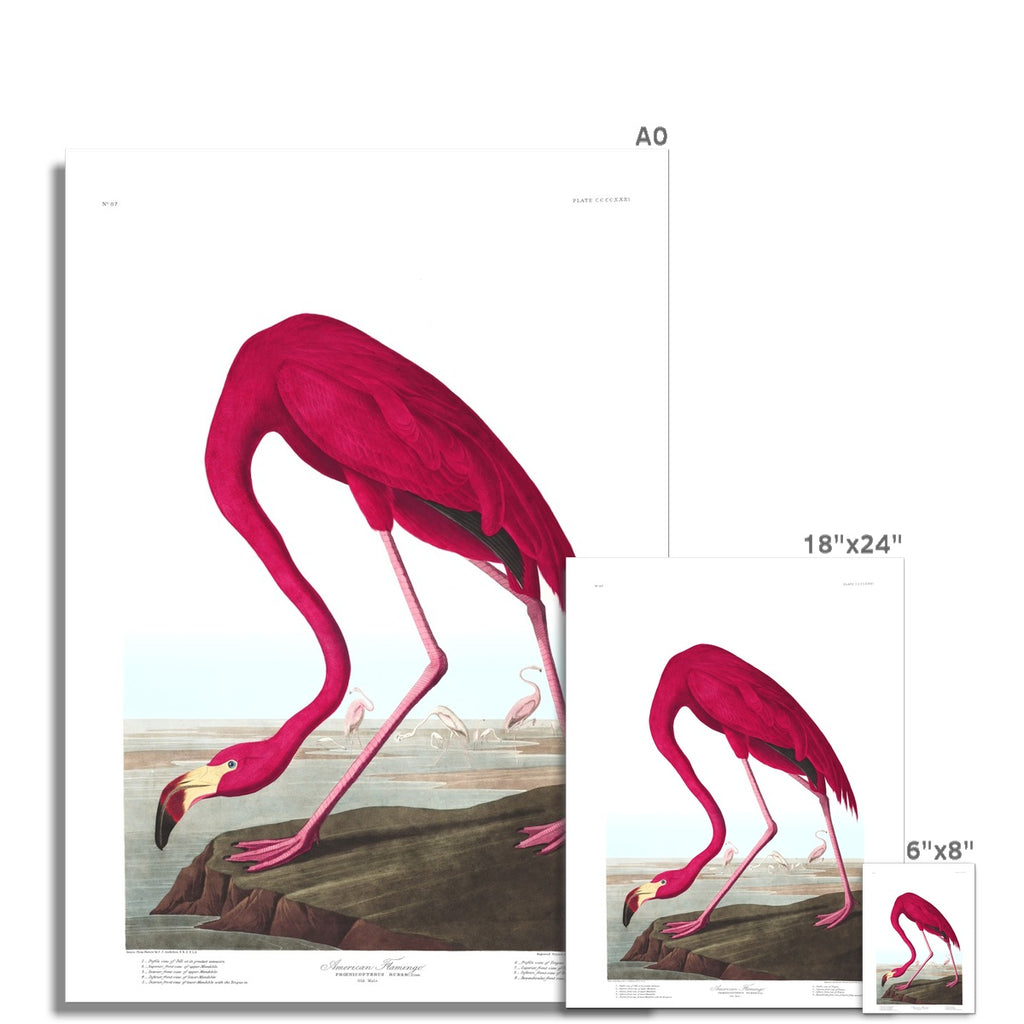 American Flamingo |  Unframed