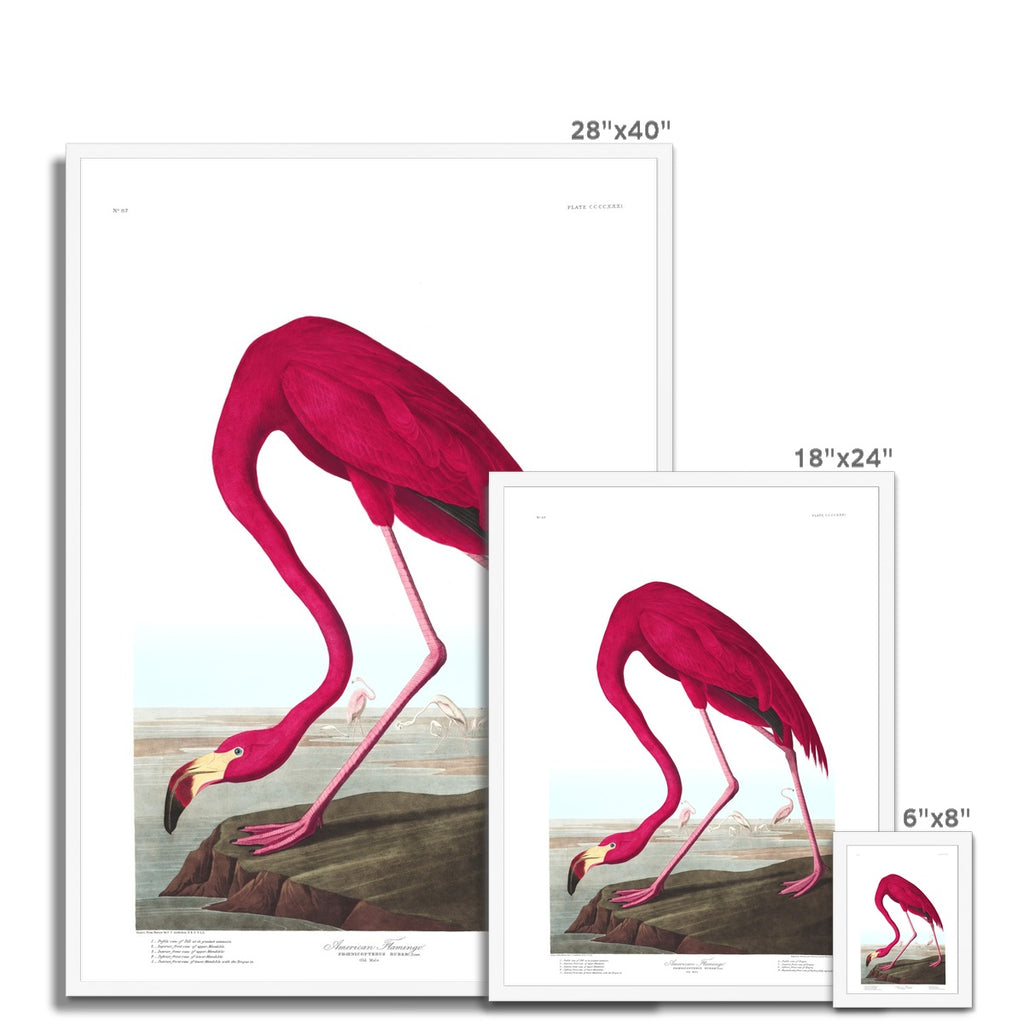American Flamingo |  Framed Print