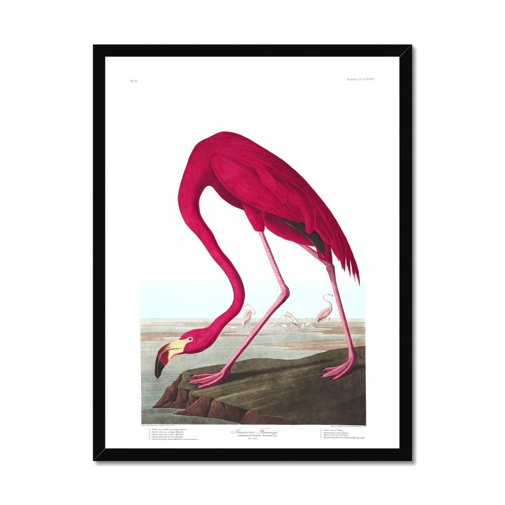 American Flamingo |  Framed Print