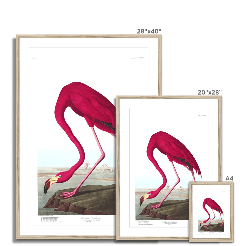 American Flamingo |  Framed & Mounted Print