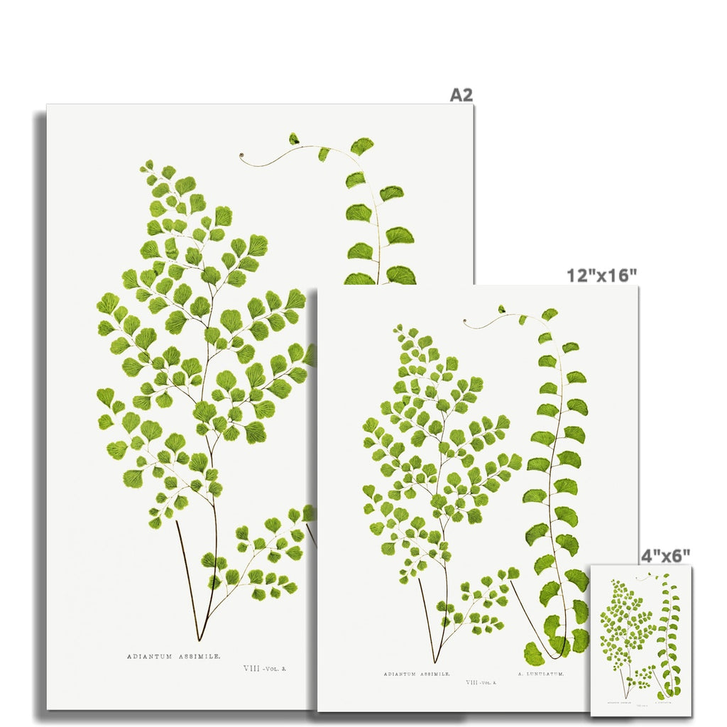 Fern, Botanical Art 00591 |  Unframed