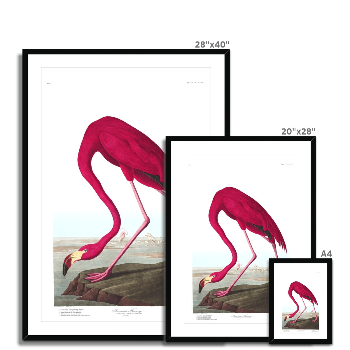 American Flamingo |  Framed & Mounted Print