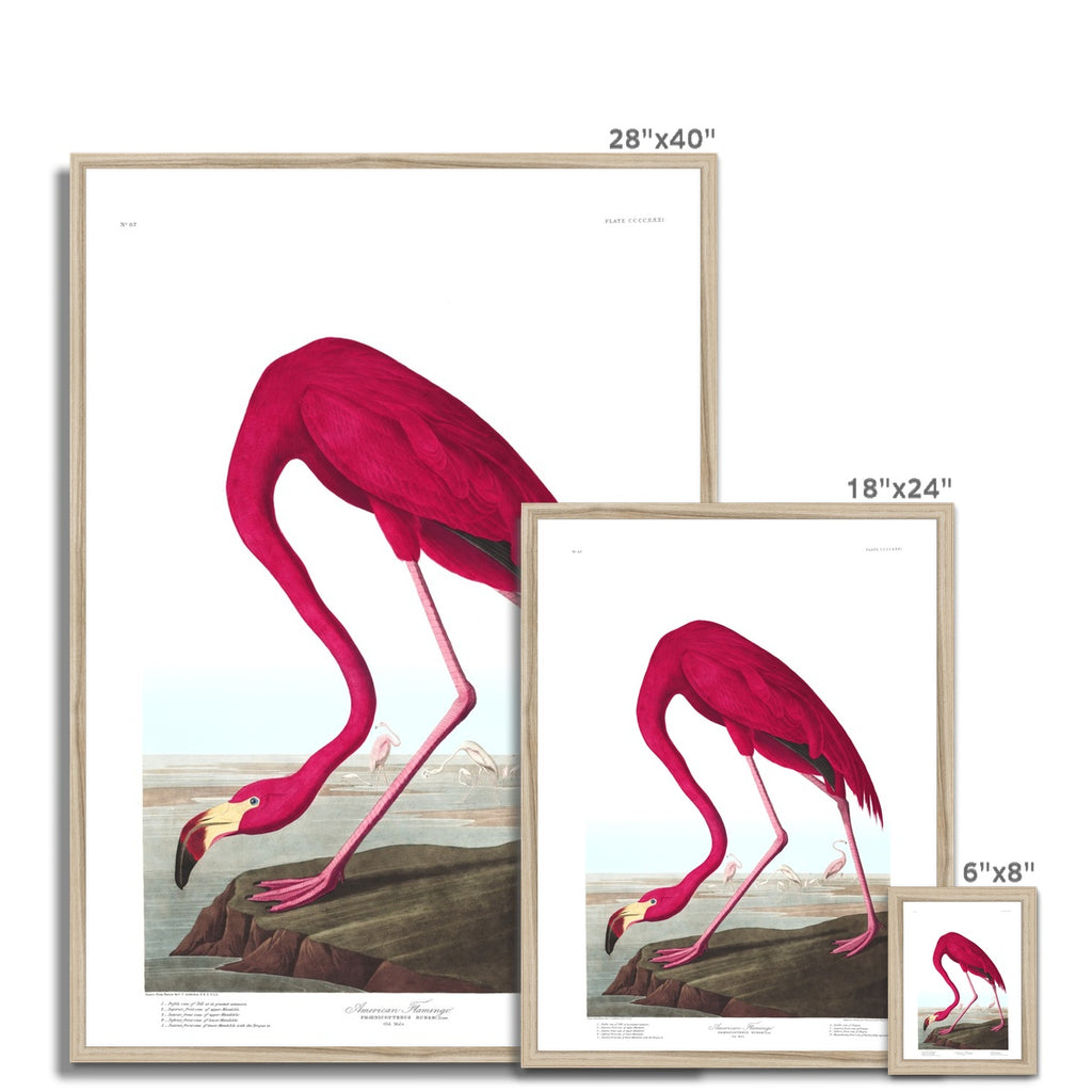 American Flamingo |  Framed Print