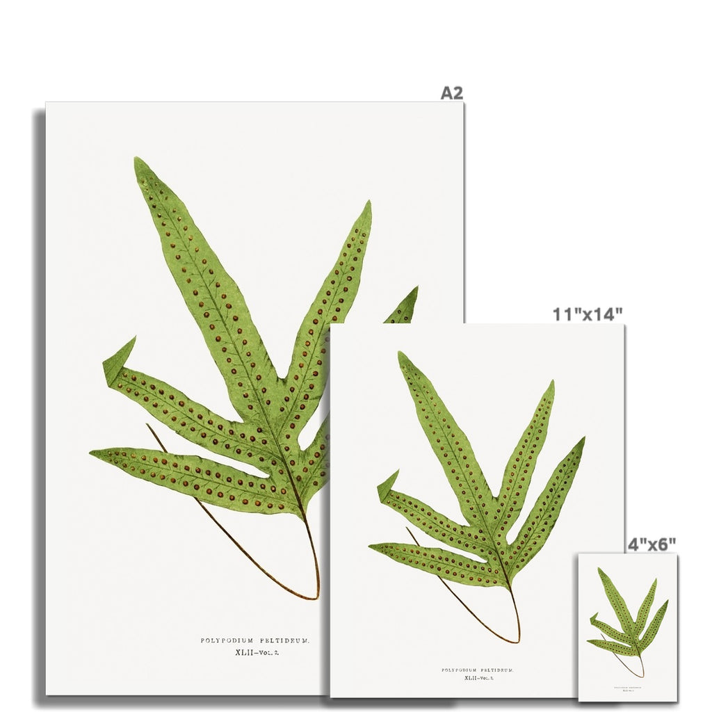 Fern, Botanical Art 00593 |  Unframed