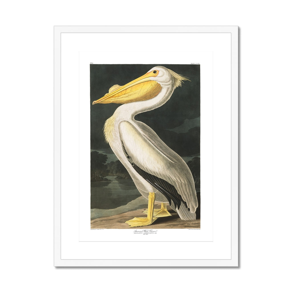 American White Pelican |  Framed & Mounted Print