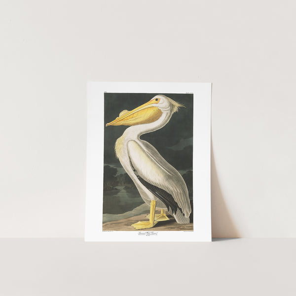 American White Pelican |  Unframed