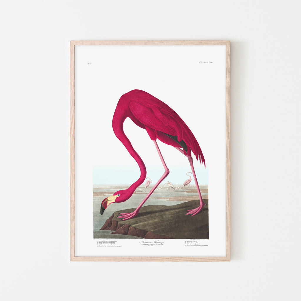 American Flamingo |  Unframed