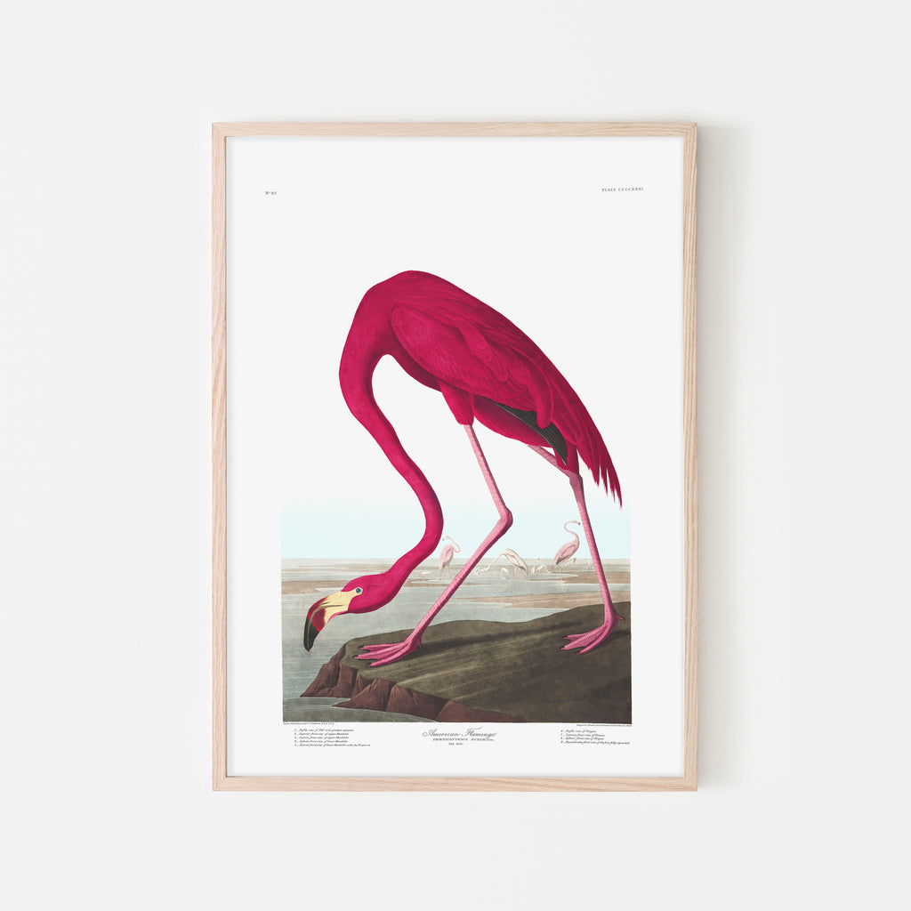 American Flamingo |  Framed Print