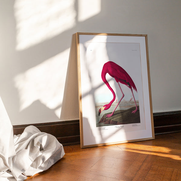American Flamingo |  Framed & Mounted Print