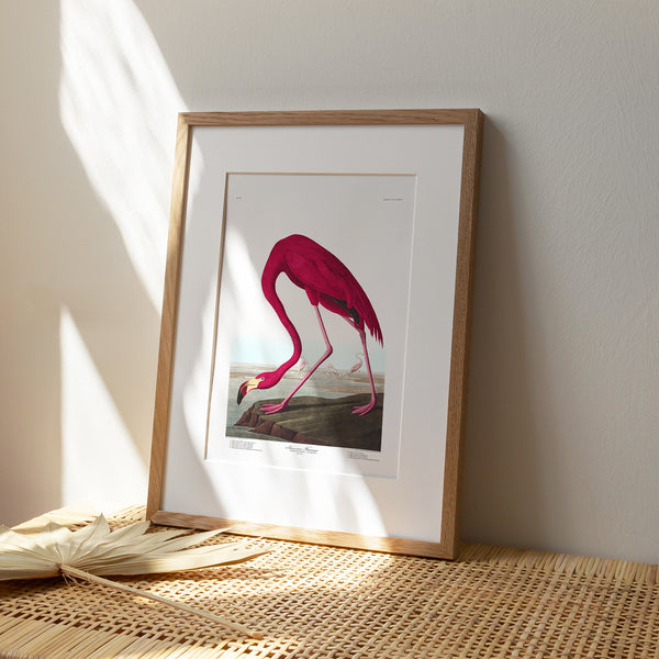 American Flamingo |  Framed & Mounted Print