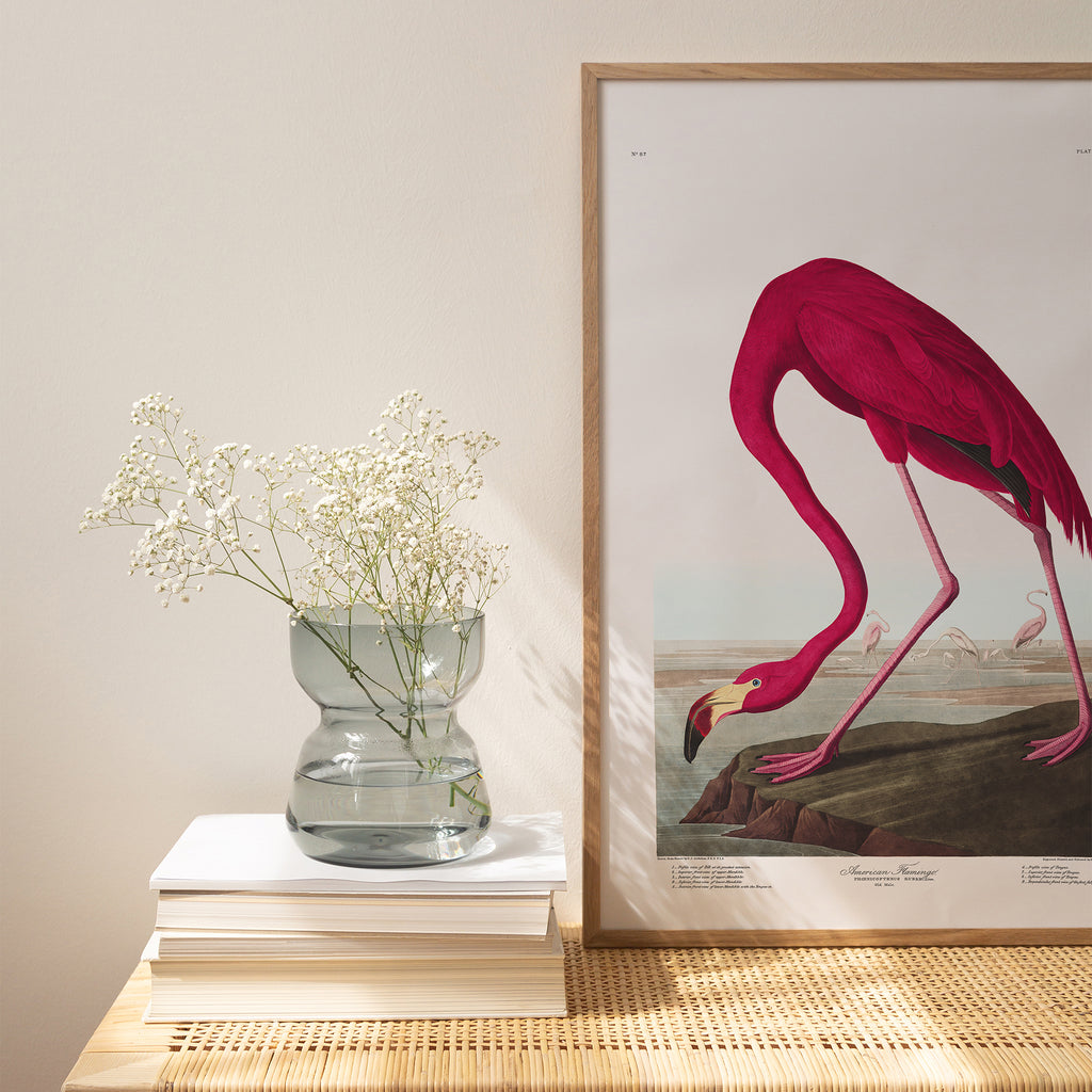 American Flamingo |  Framed Print