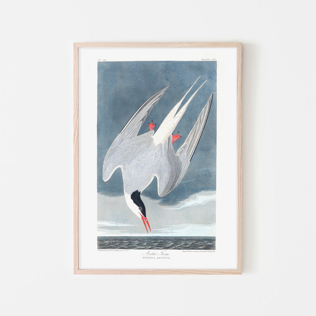 Arctic Fern |  Framed Print