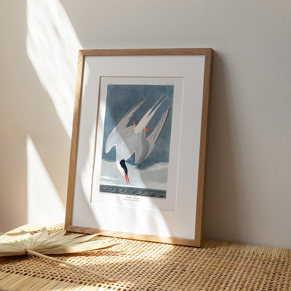 Arctic Fern |  Framed & Mounted Print