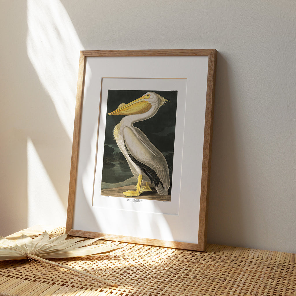 American White Pelican |  Framed & Mounted Print